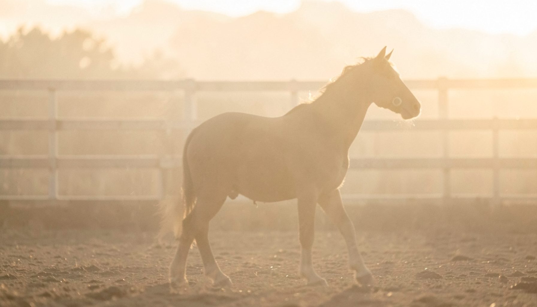 Soft warm-toned equestrian scene with muted taupe and cream hues, featuring a gentle horse silhouette against a hazy arena backdrop